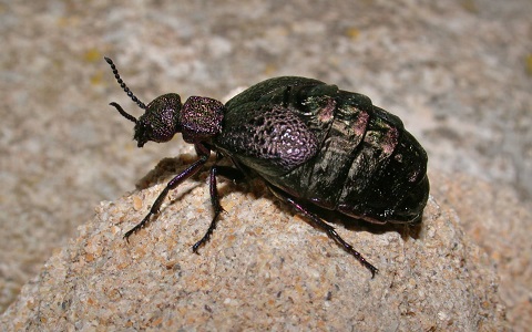 Escarabajos en extinción por el desarrollo económico y el abuso de los insecticidas